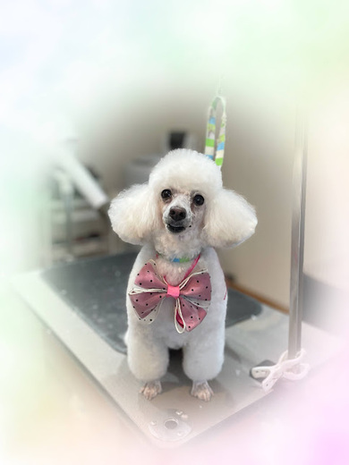 リリーちゃん♡